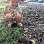 Еж в детском саду.